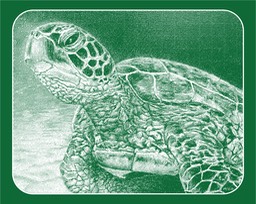 marsha-turtle-web-site