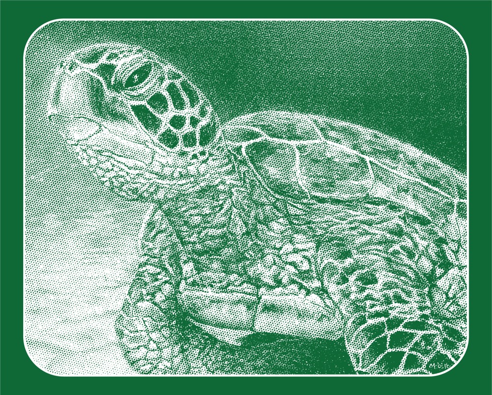 marsha-turtle-web-site