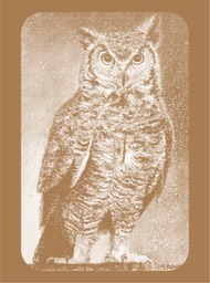owl-no-outline